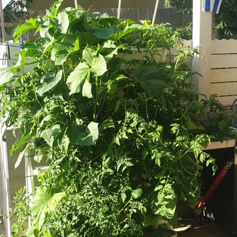 Homie hydroponic system growing in a real home