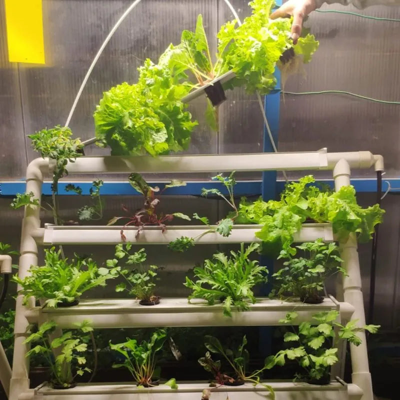 Homie hydroponic system growing in a real home