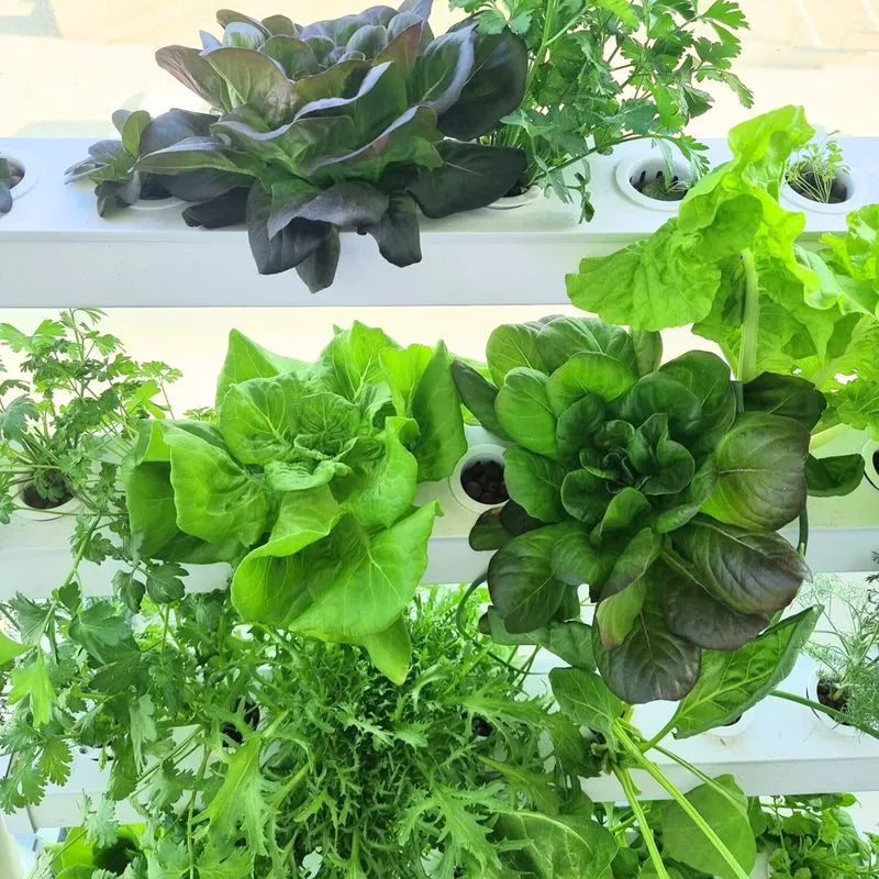 Homie hydroponic system growing in a real home