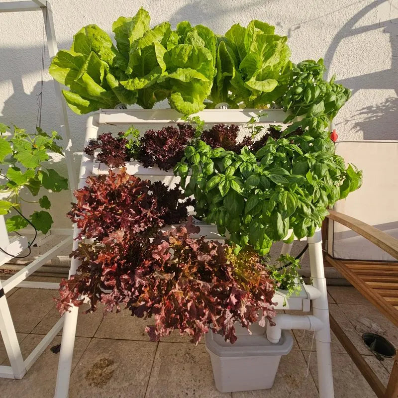 Homie hydroponic system growing in a real home