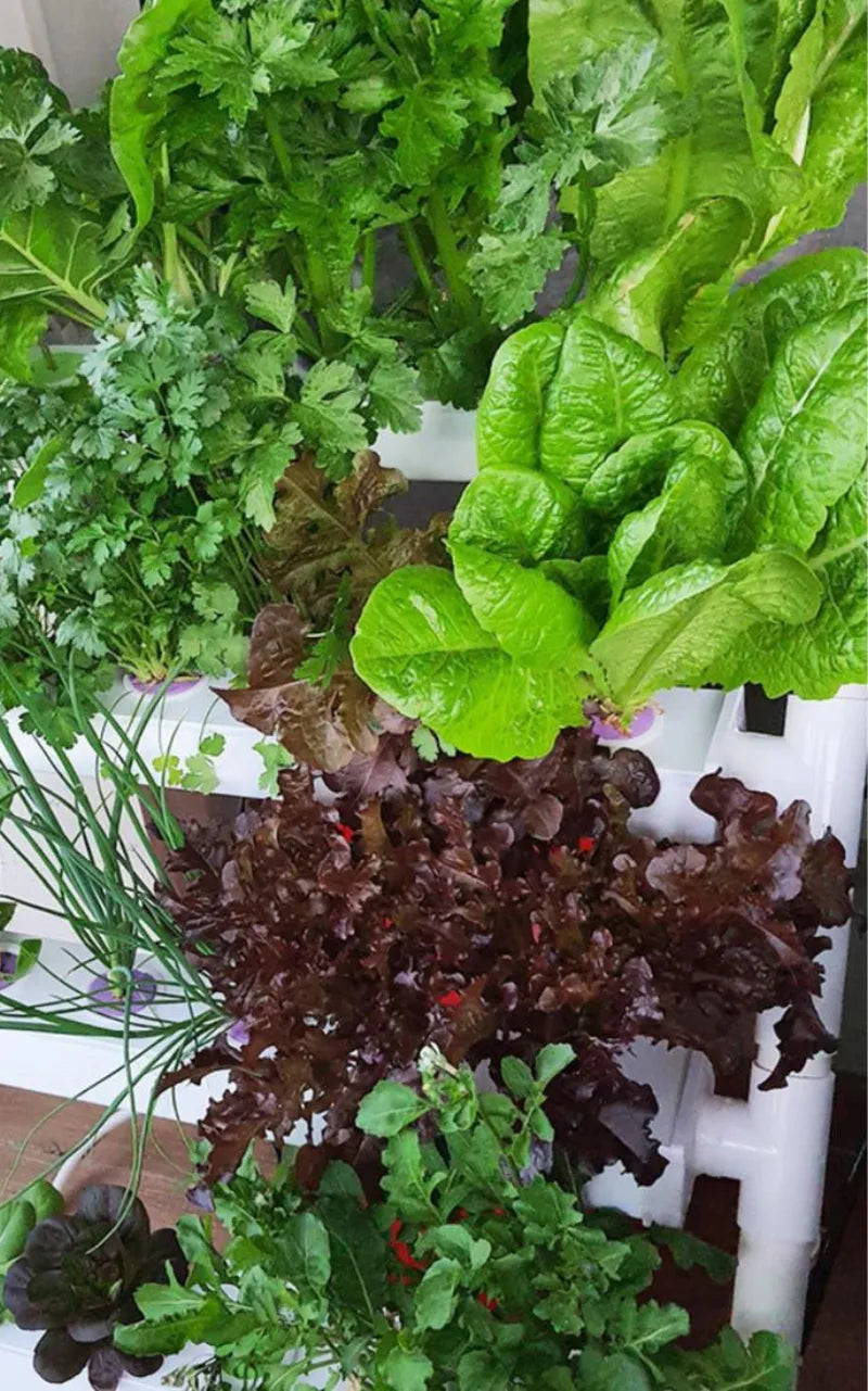 A NatureTech customer's plants growing at home