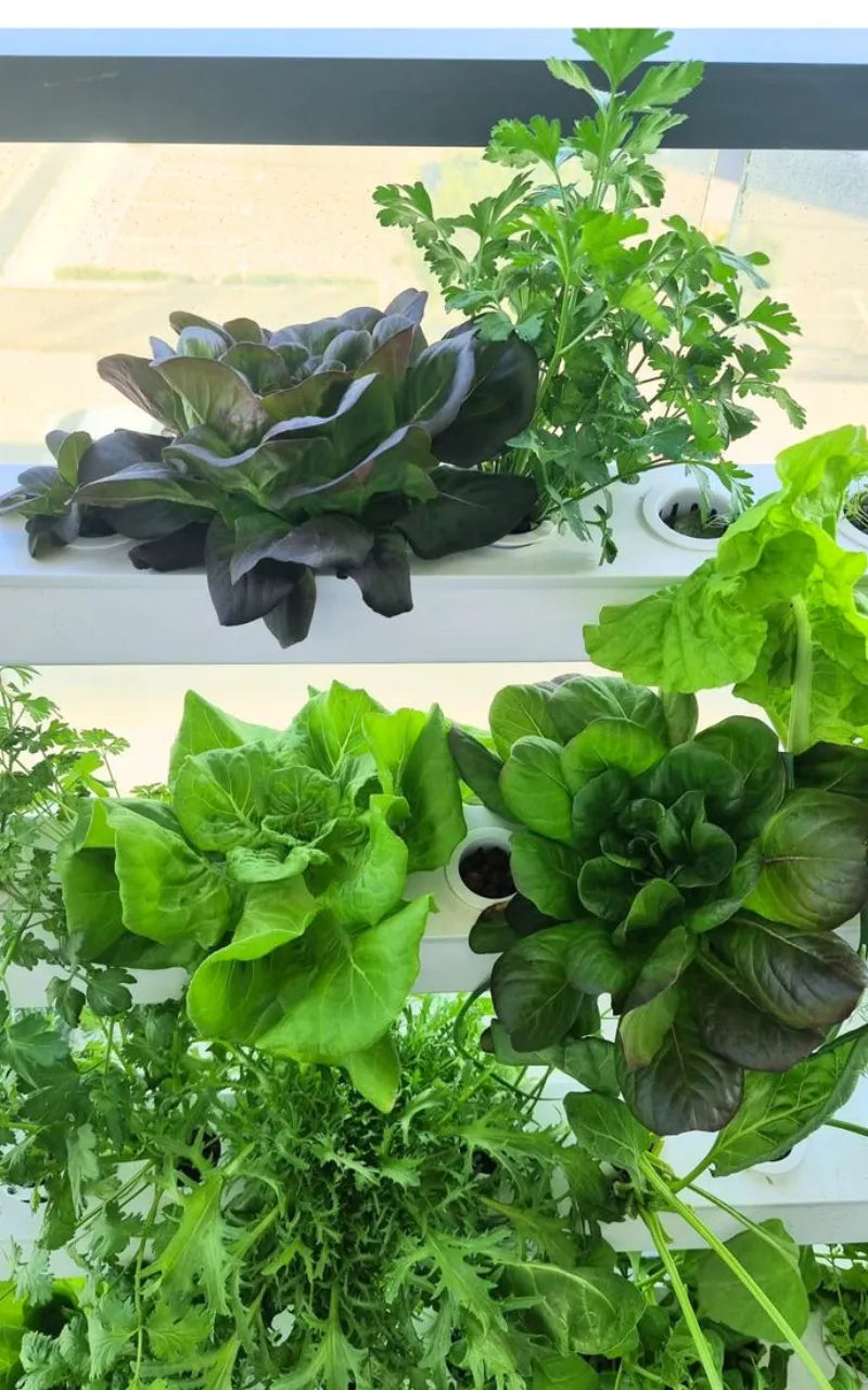 A NatureTech customer's plants growing at home