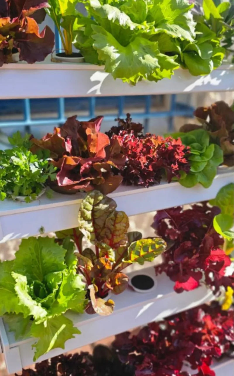 A NatureTech customer's plants growing at home