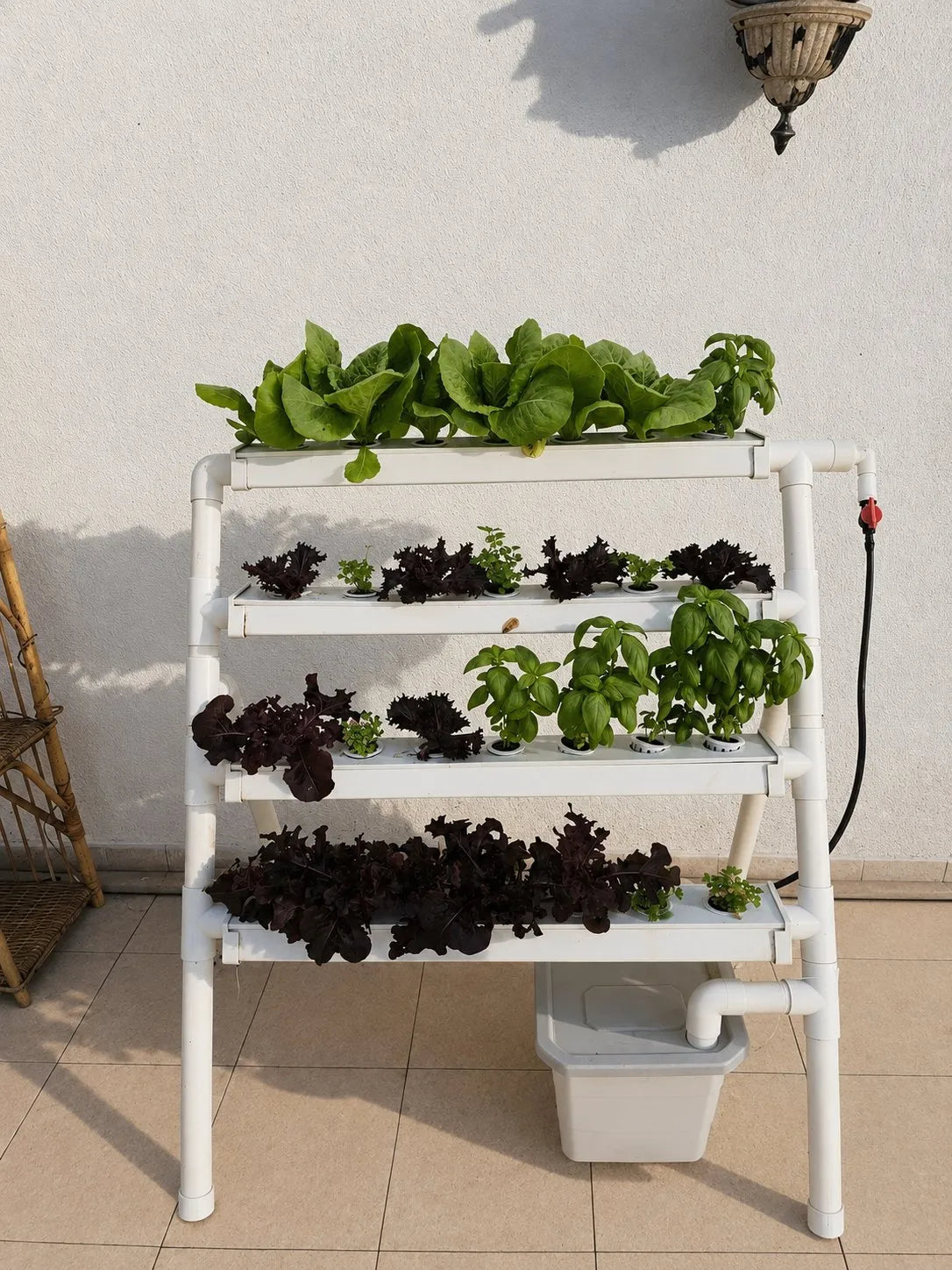 A Homie system filling out, young lettuce seedlings on the top tray, basil and dark lettuce sprouting across the lower trays.