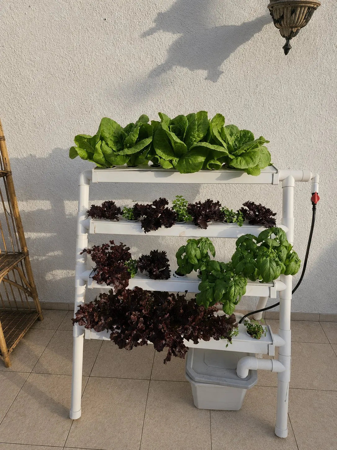 A Homie system in mid-growth, top tray of full green lettuce, basil and red lettuce filling in across all four channels.