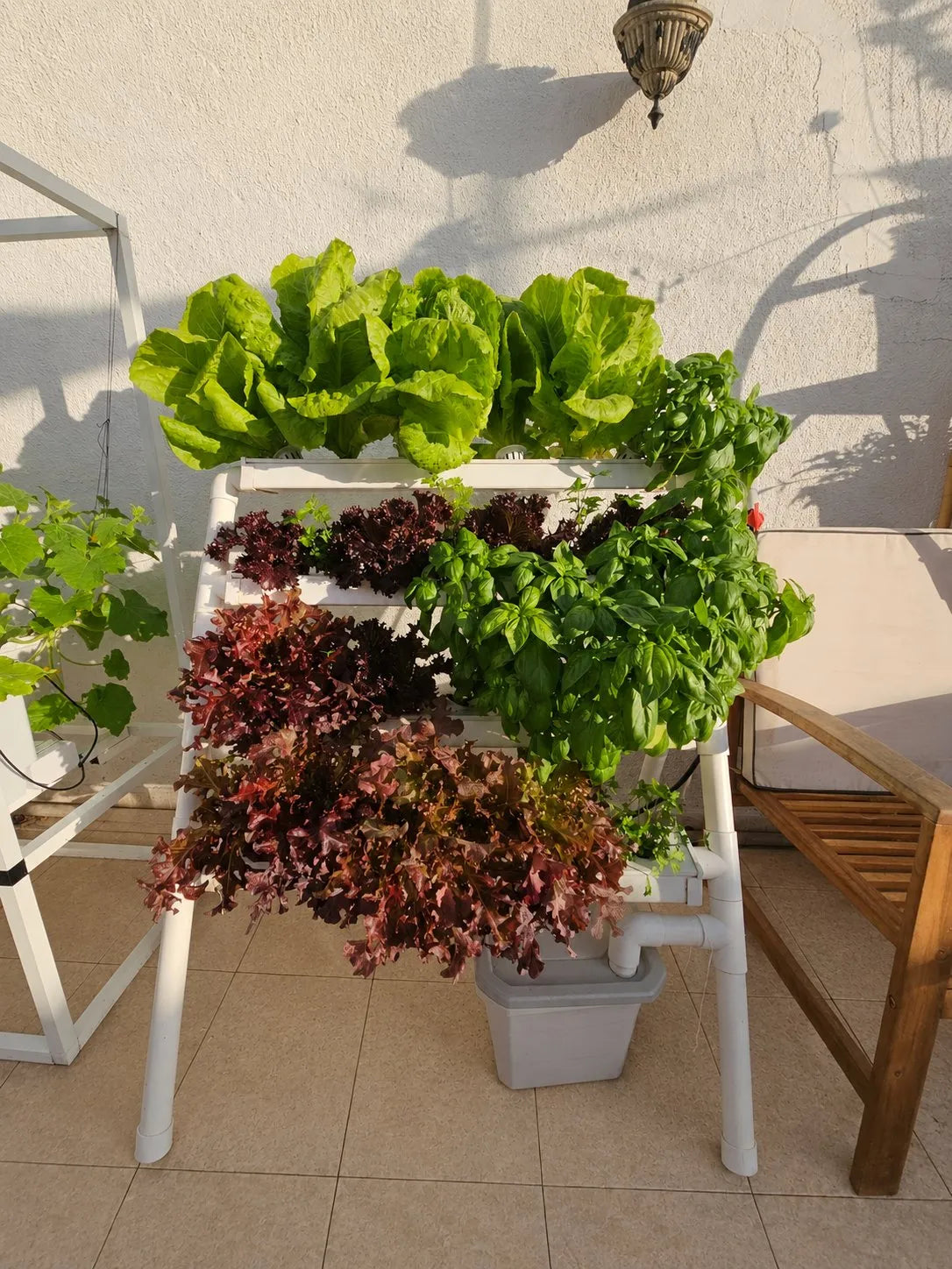 A Homie system at peak fullness, large green lettuce on top, dense red lettuce, basil, and herbs across every tray.