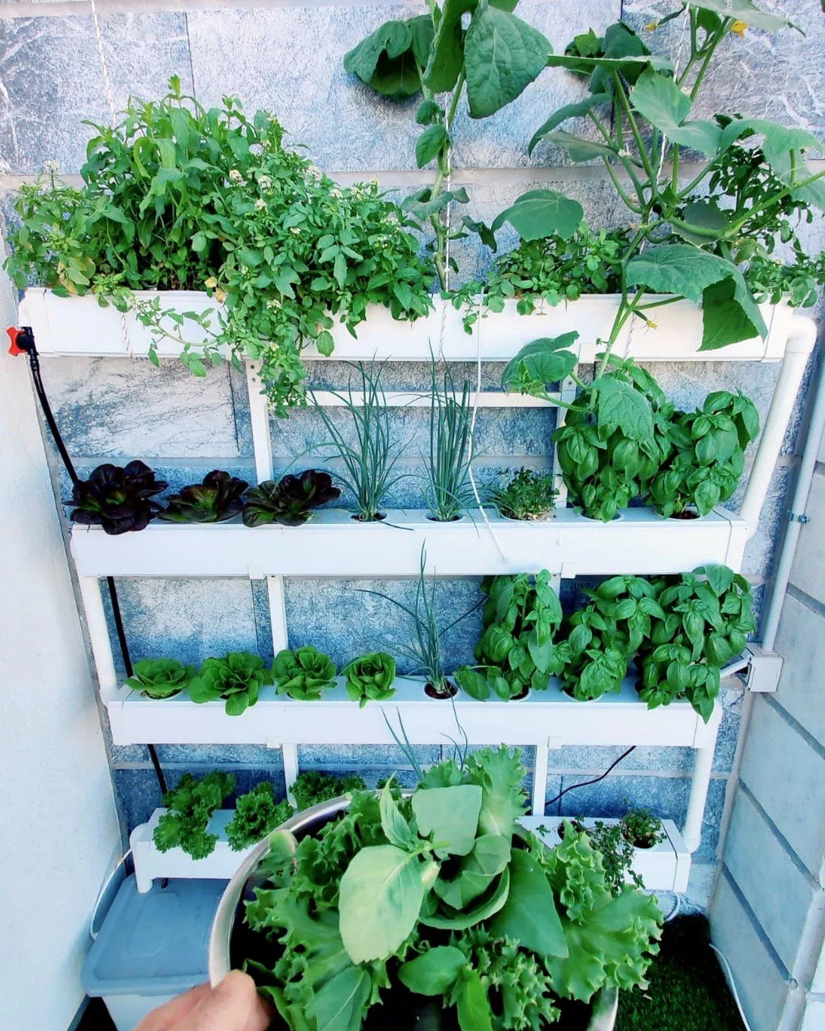 A hand holding a colander of freshly harvested lettuce, basil, and herbs from a thriving Wally system.