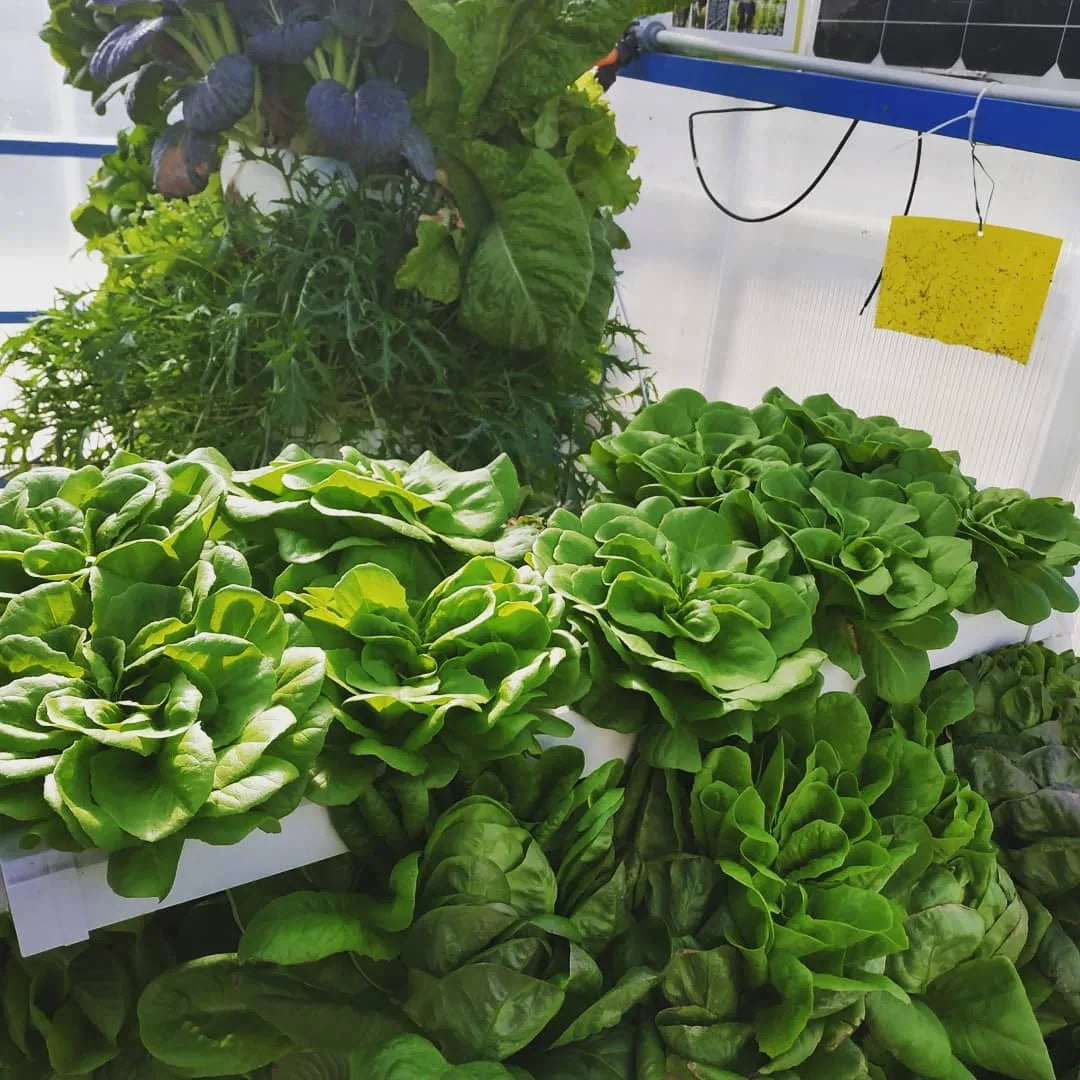 Mature lettuce growing in a NatureTech hydroponic system, alongside taller leafy greens