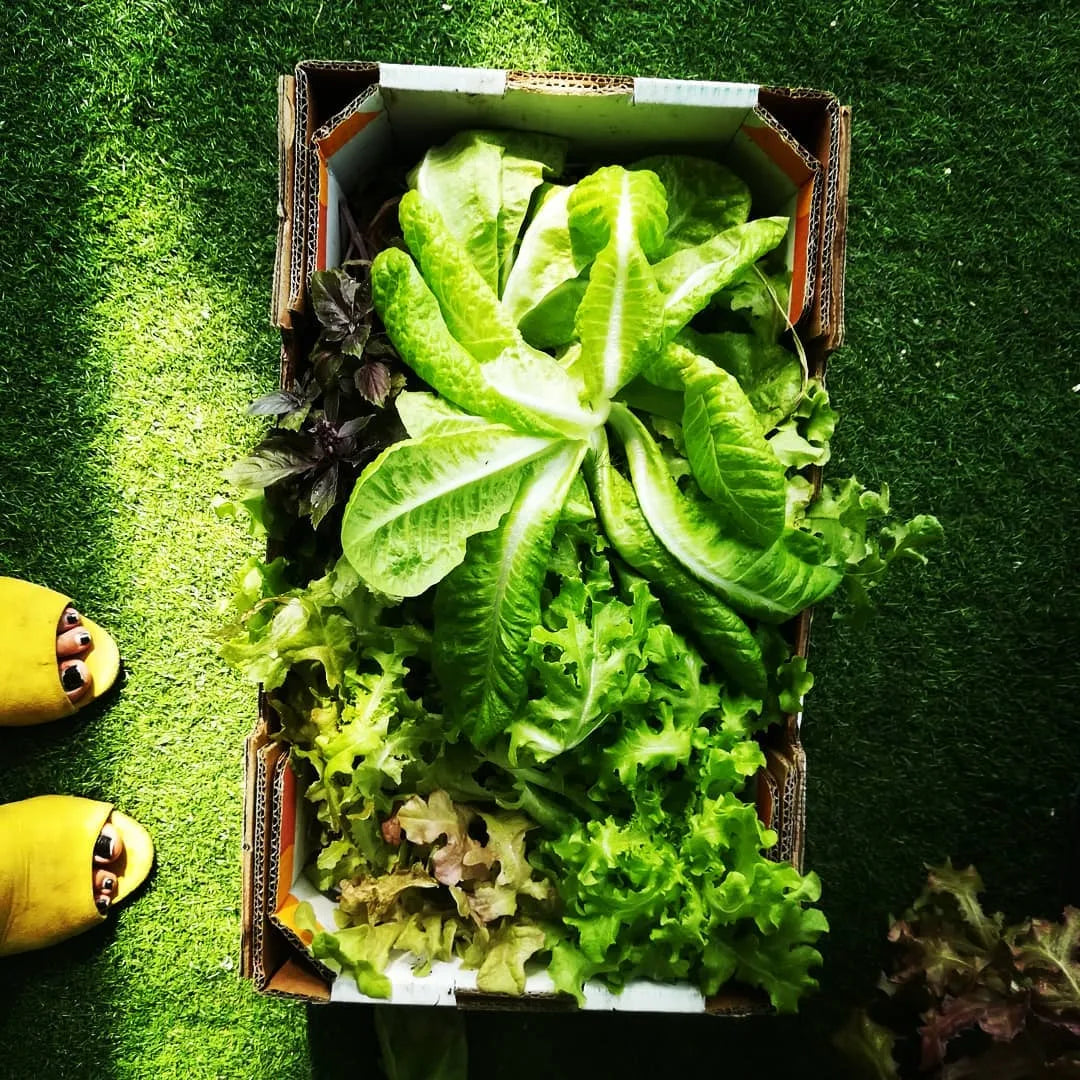 A cardboard box filled with freshly harvested romaine lettuce, basil, and leafy greens, sitting on bright green grass