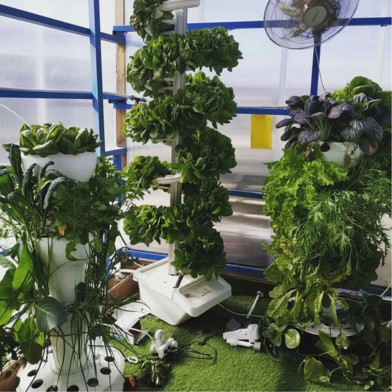 Three vertical tower hydroponic systems in a greenhouse, growing leafy greens, kale, and herbs