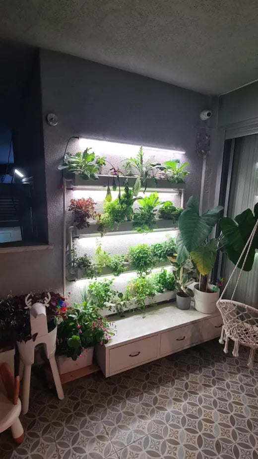 An indoor Wally wall lit up at night with herbs, lettuces, and chard under grow lights.