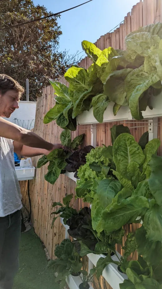 A grower harvesting lettuces from an outdoor Wally wall against a bamboo fence.