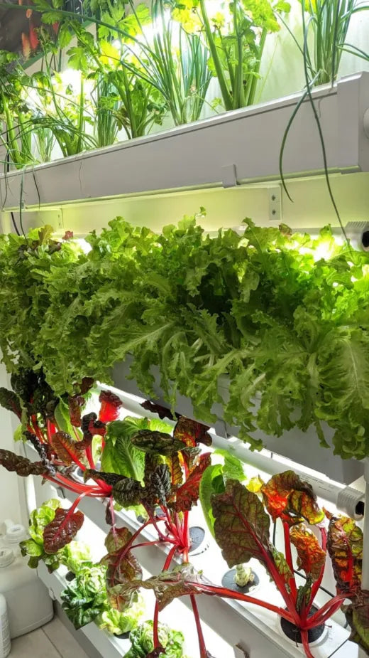 A close-up of chard, leaf lettuce, and red-stemmed beet greens on an indoor Wally wall under grow lights.