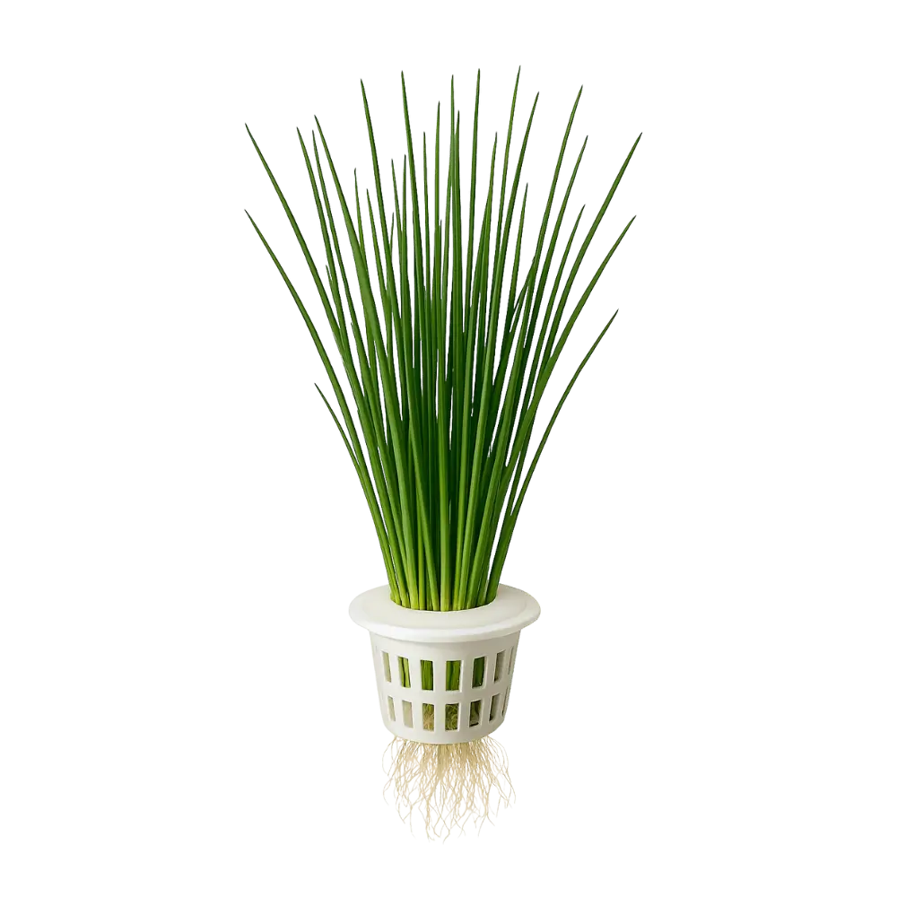 Chives