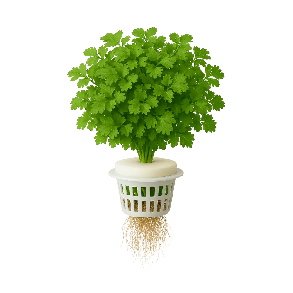 Cilantro