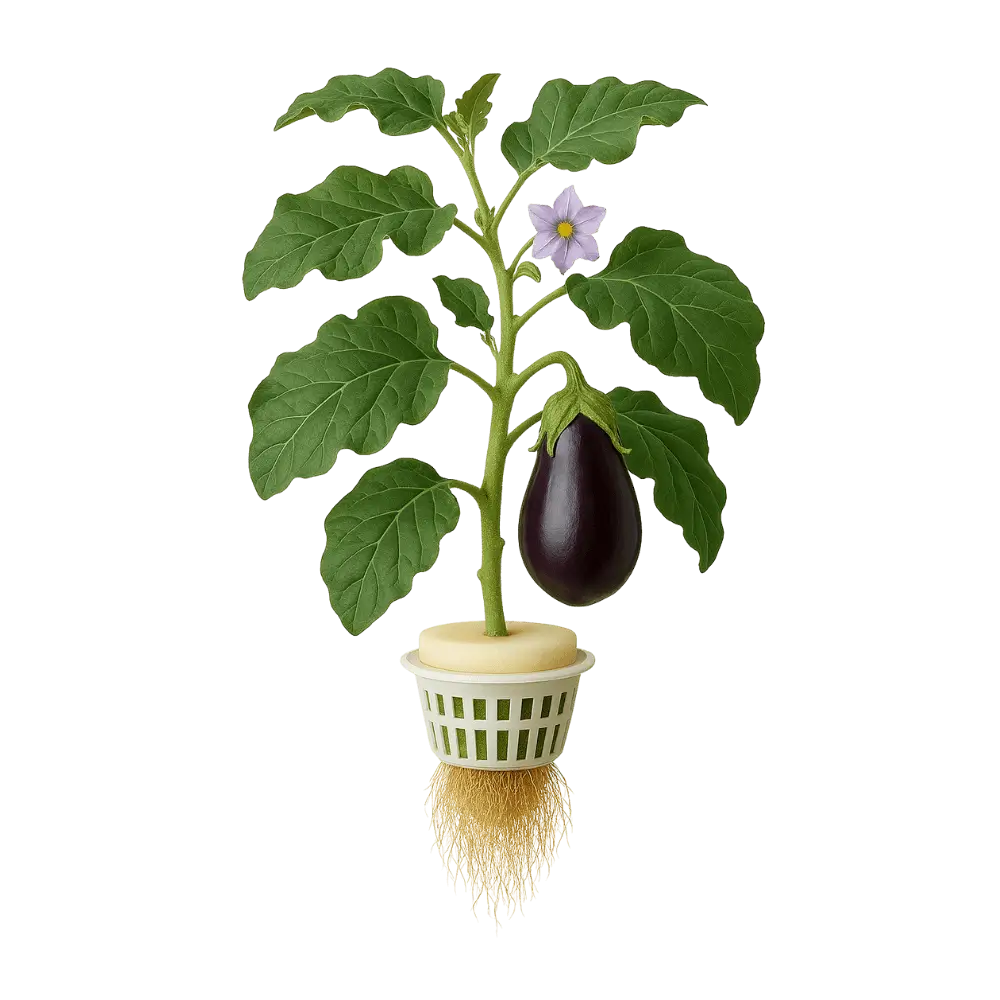 Eggplant