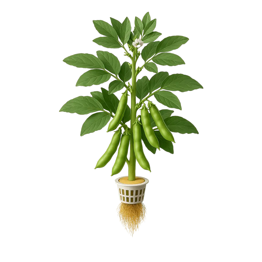 Fava Bean