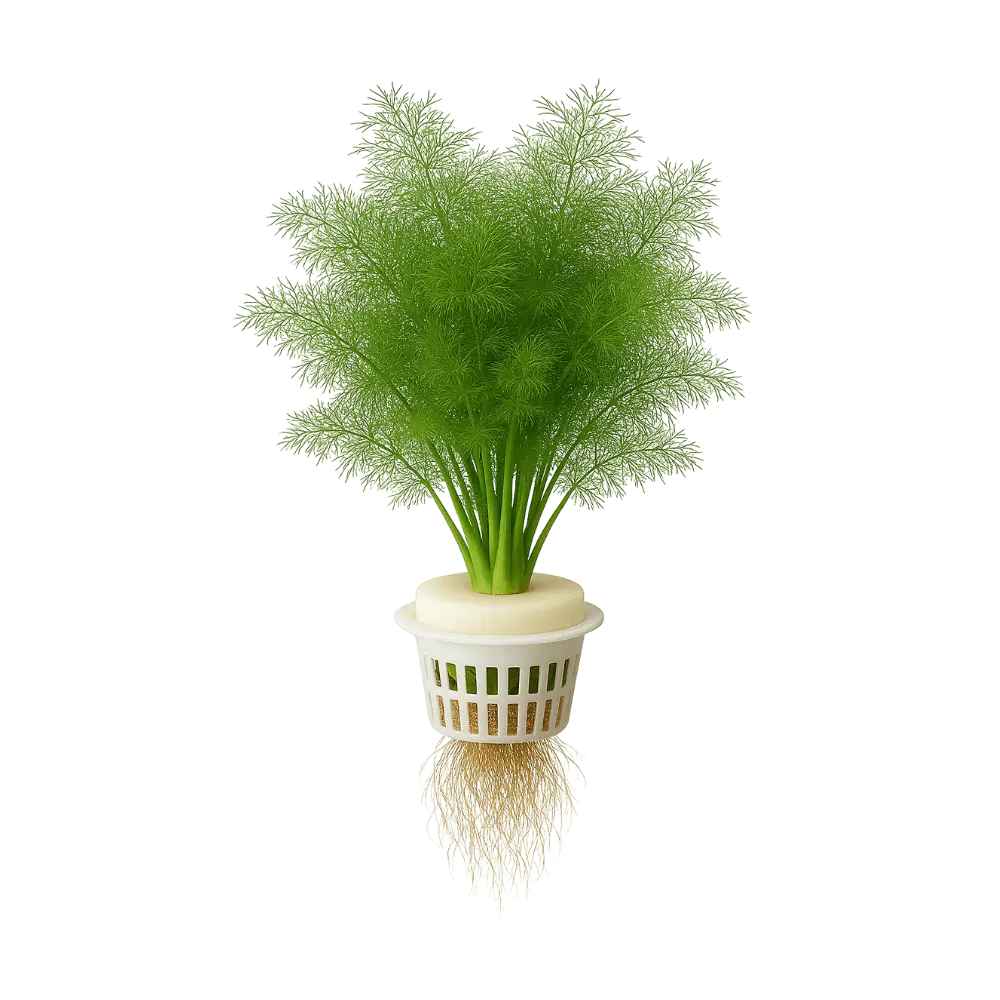 Fennel (leaf)