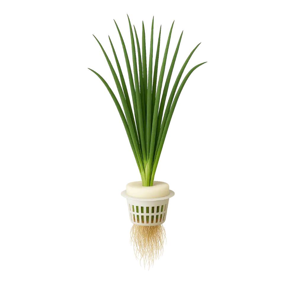 Garlic Chives