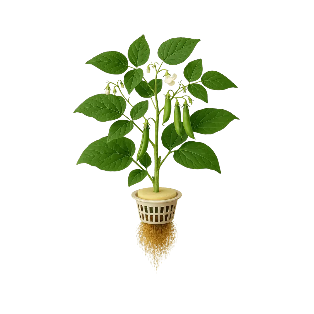 Green Bean