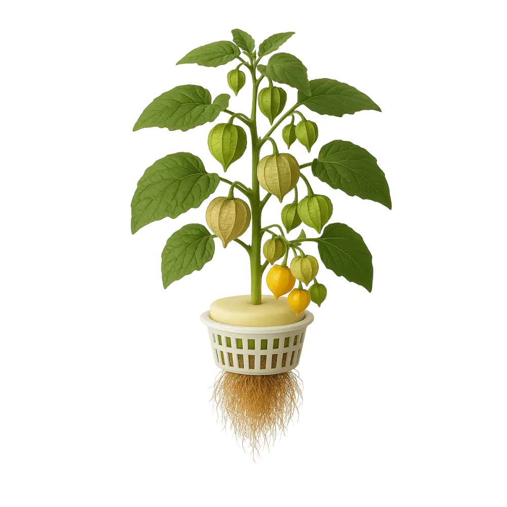 Ground Cherry