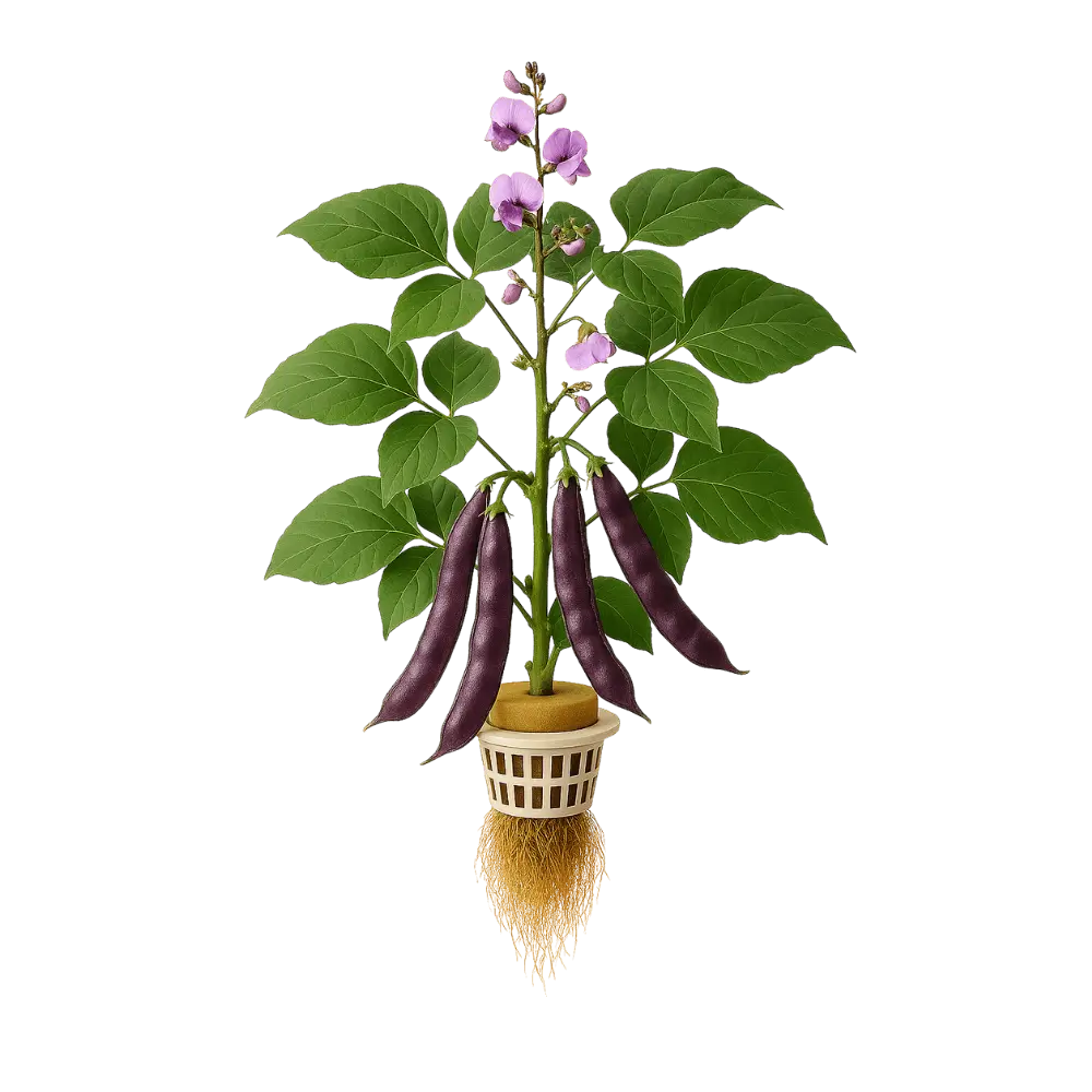 Hyacinth Bean
