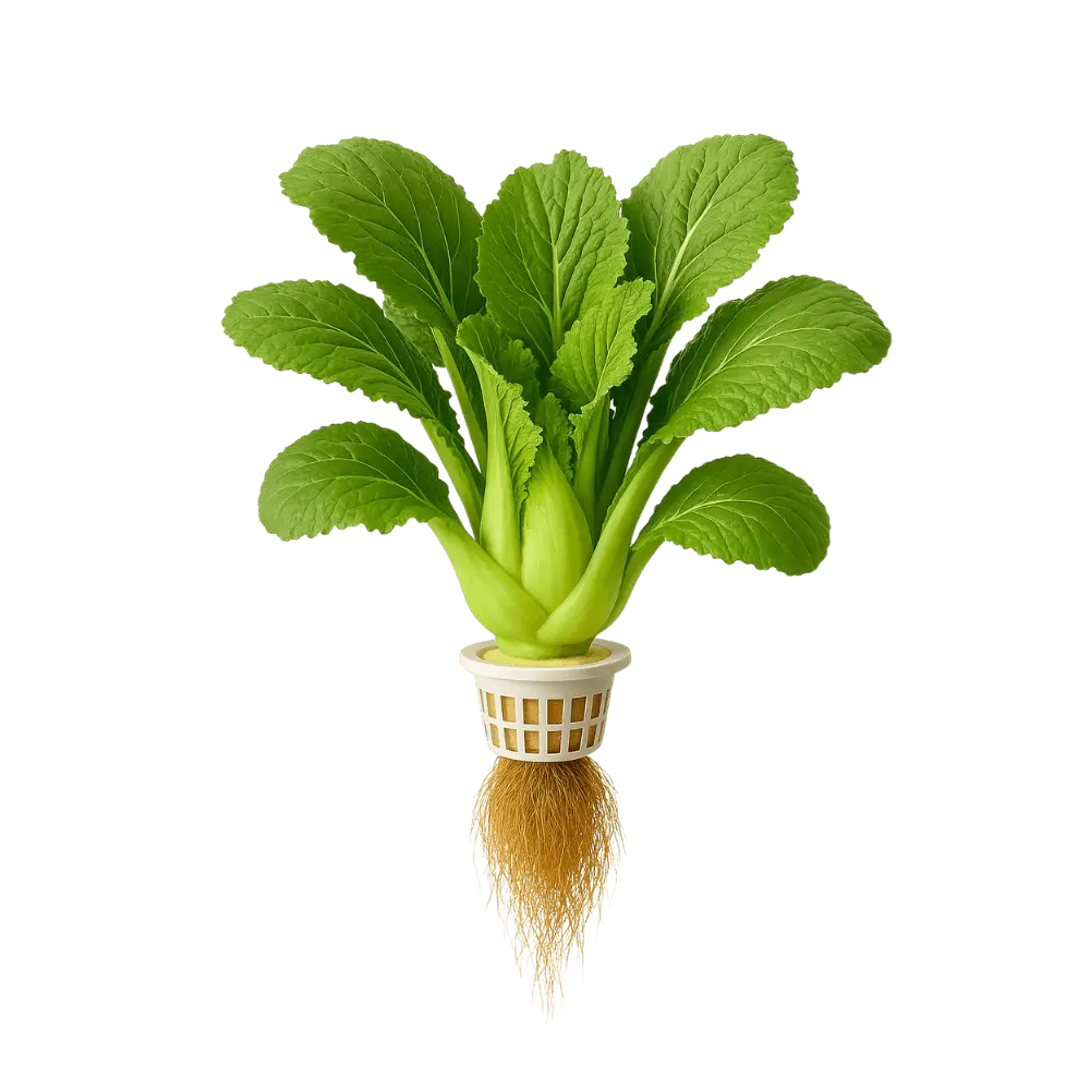 Kai Choy