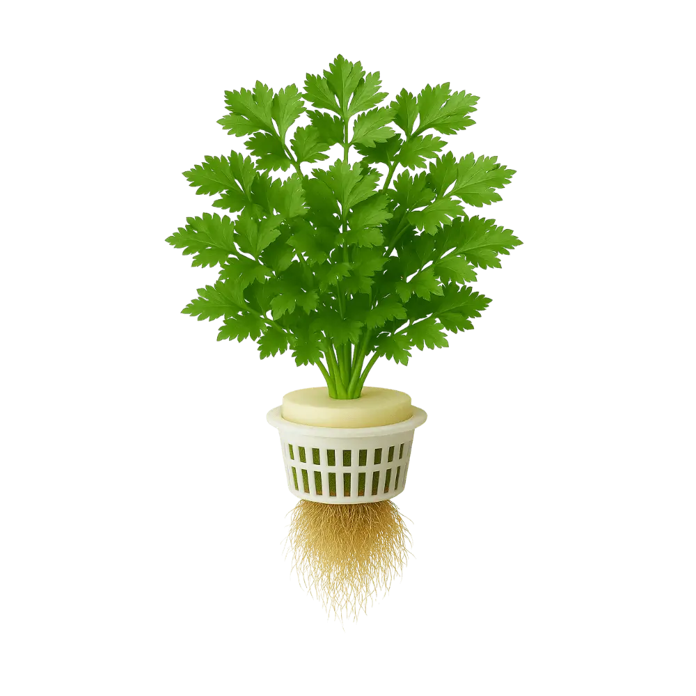 Leaf Celery