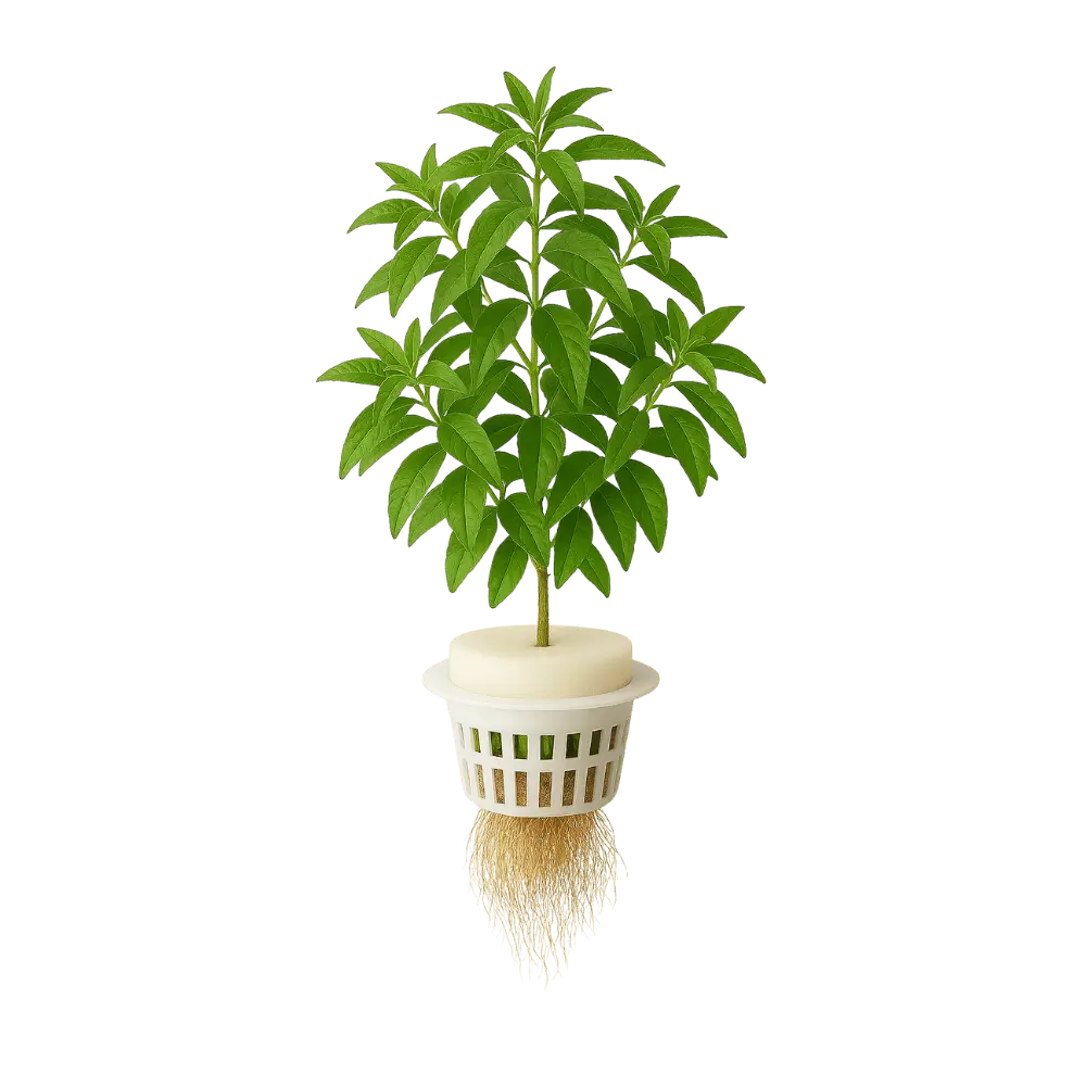 Lemon Verbena