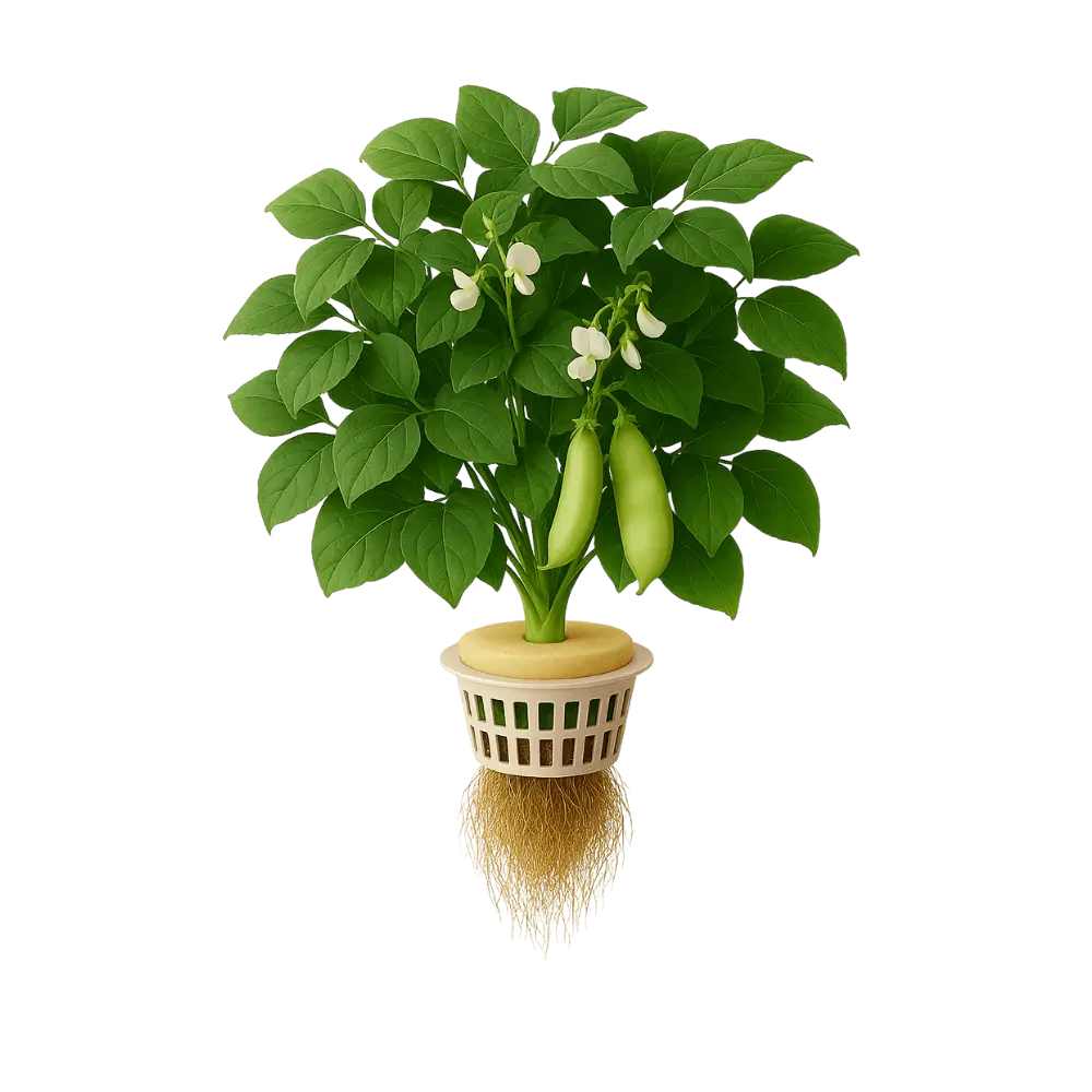 Lima Bean