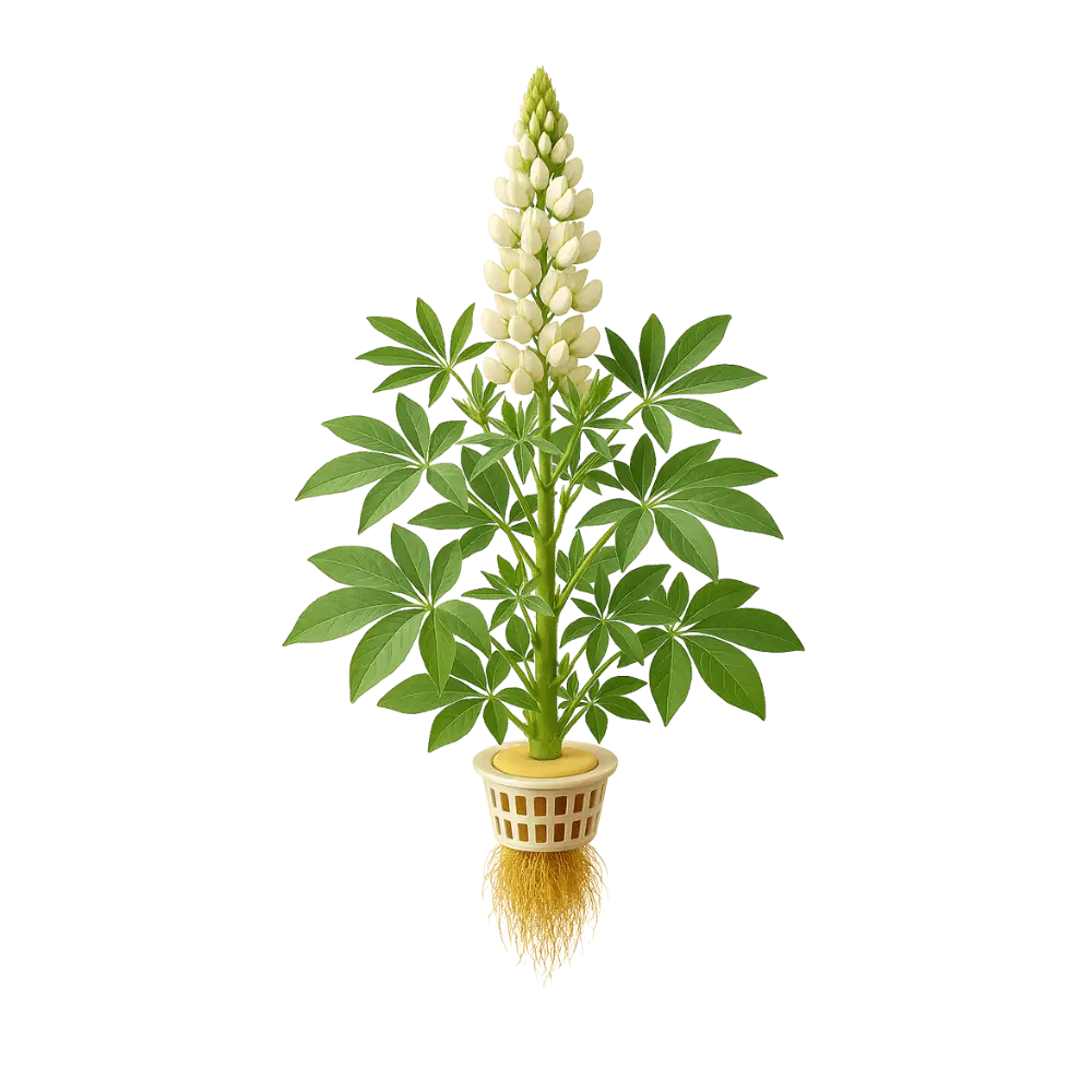 Lupin