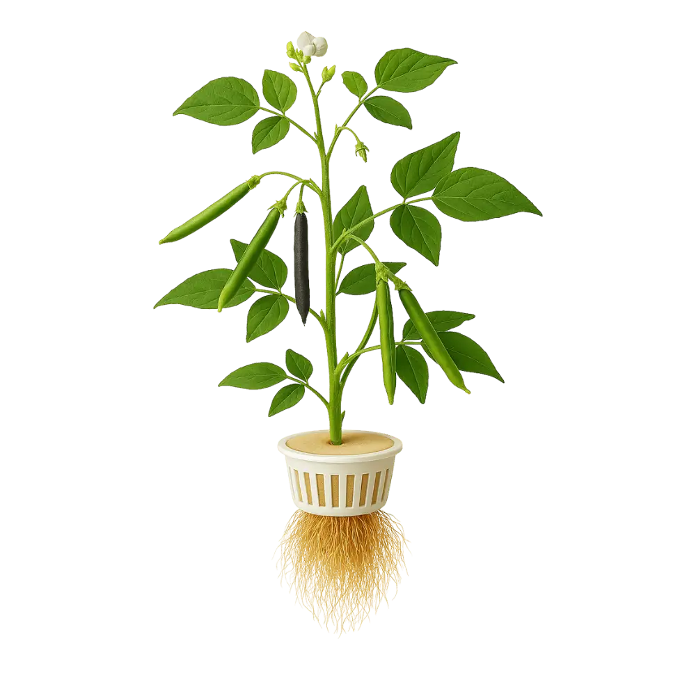 Mung Bean