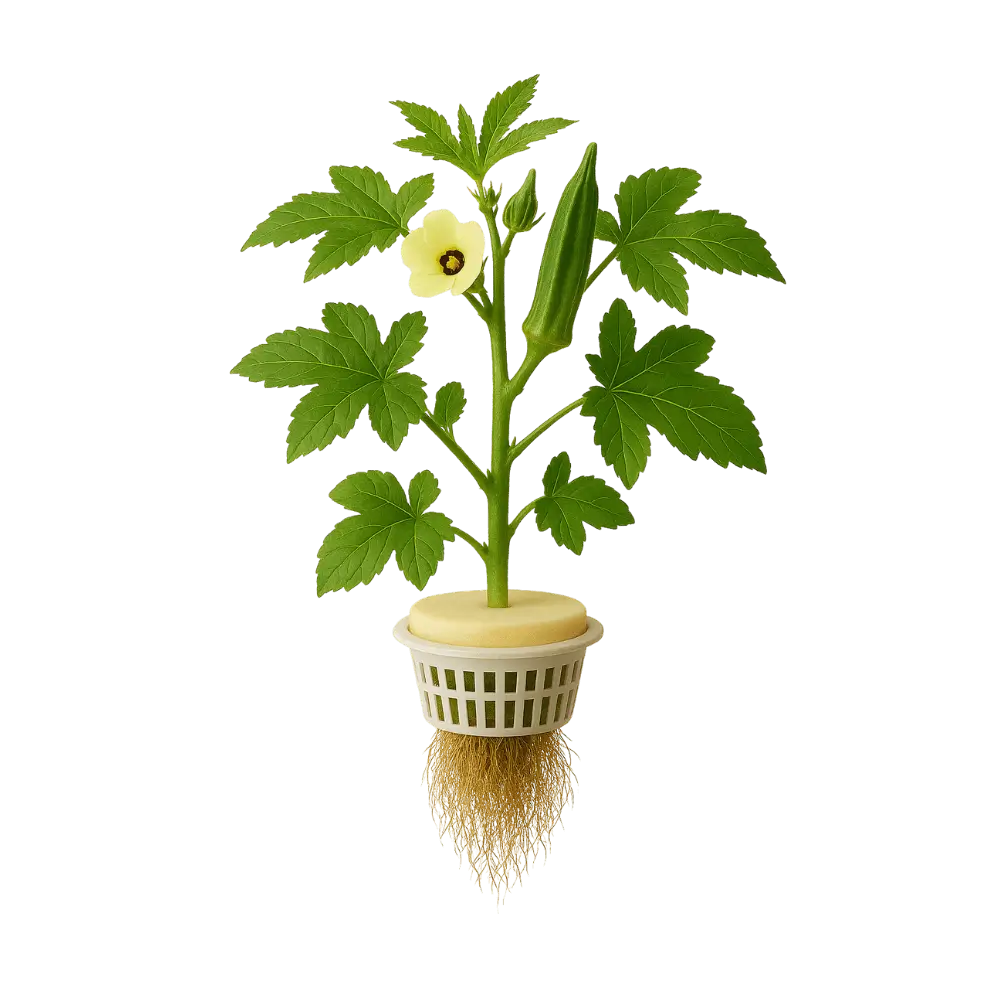 Okra