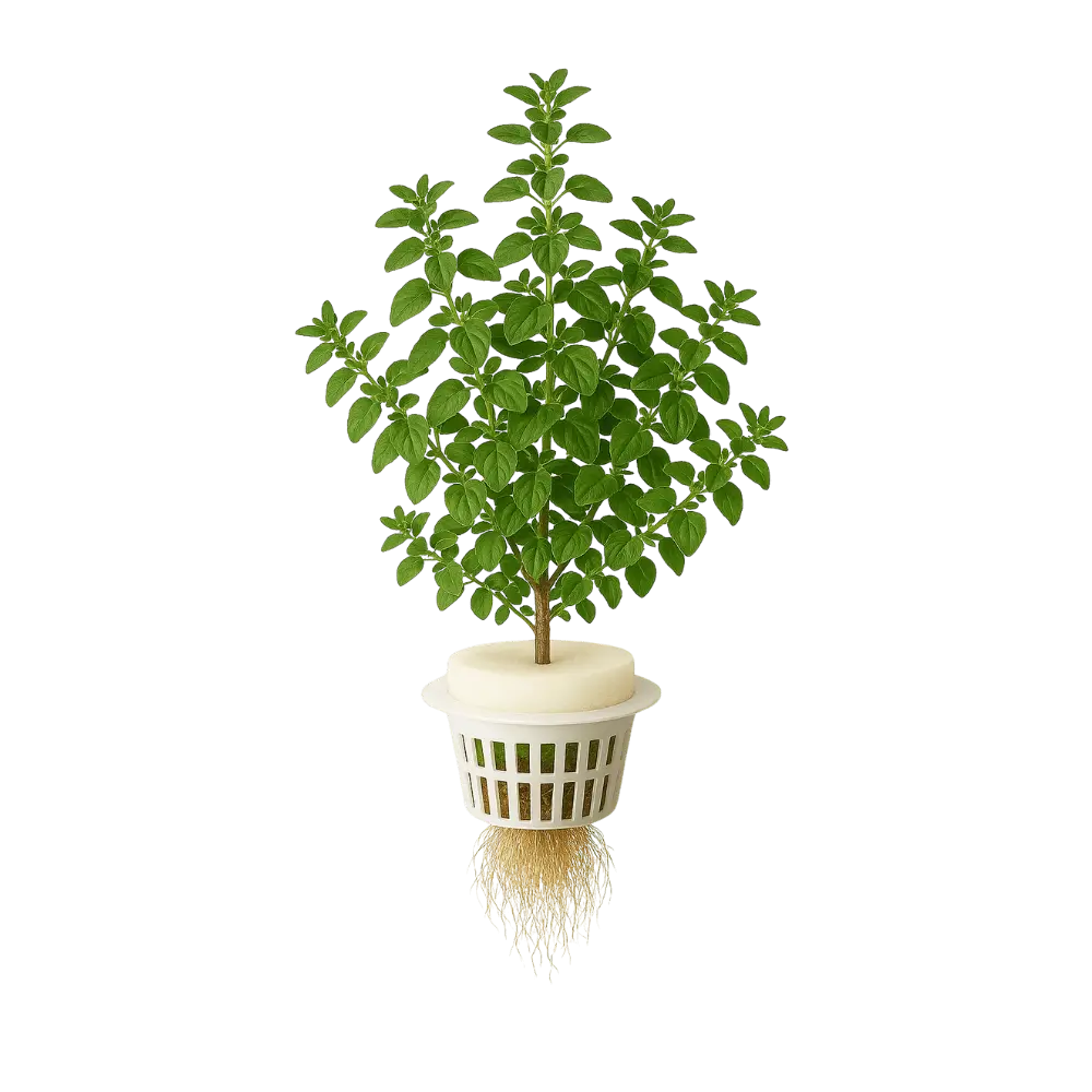 Oregano
