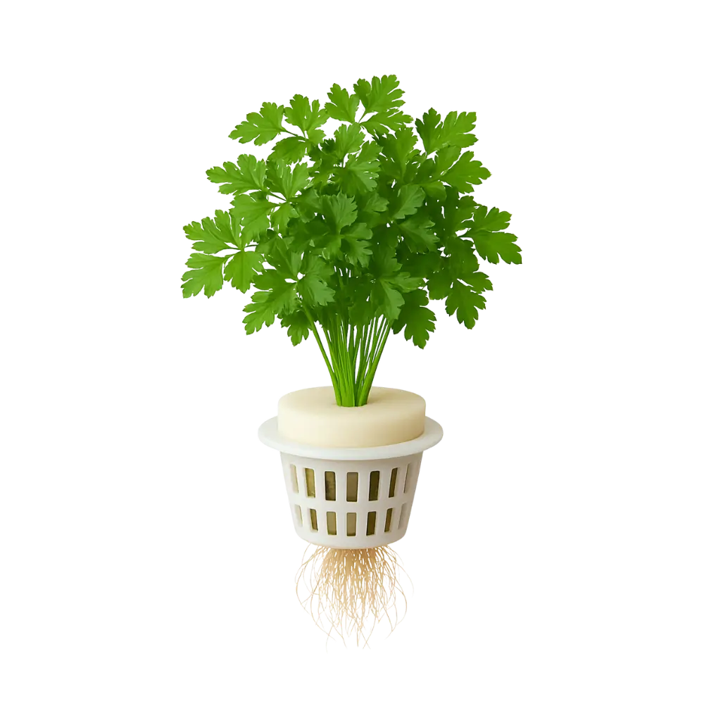 Parsley