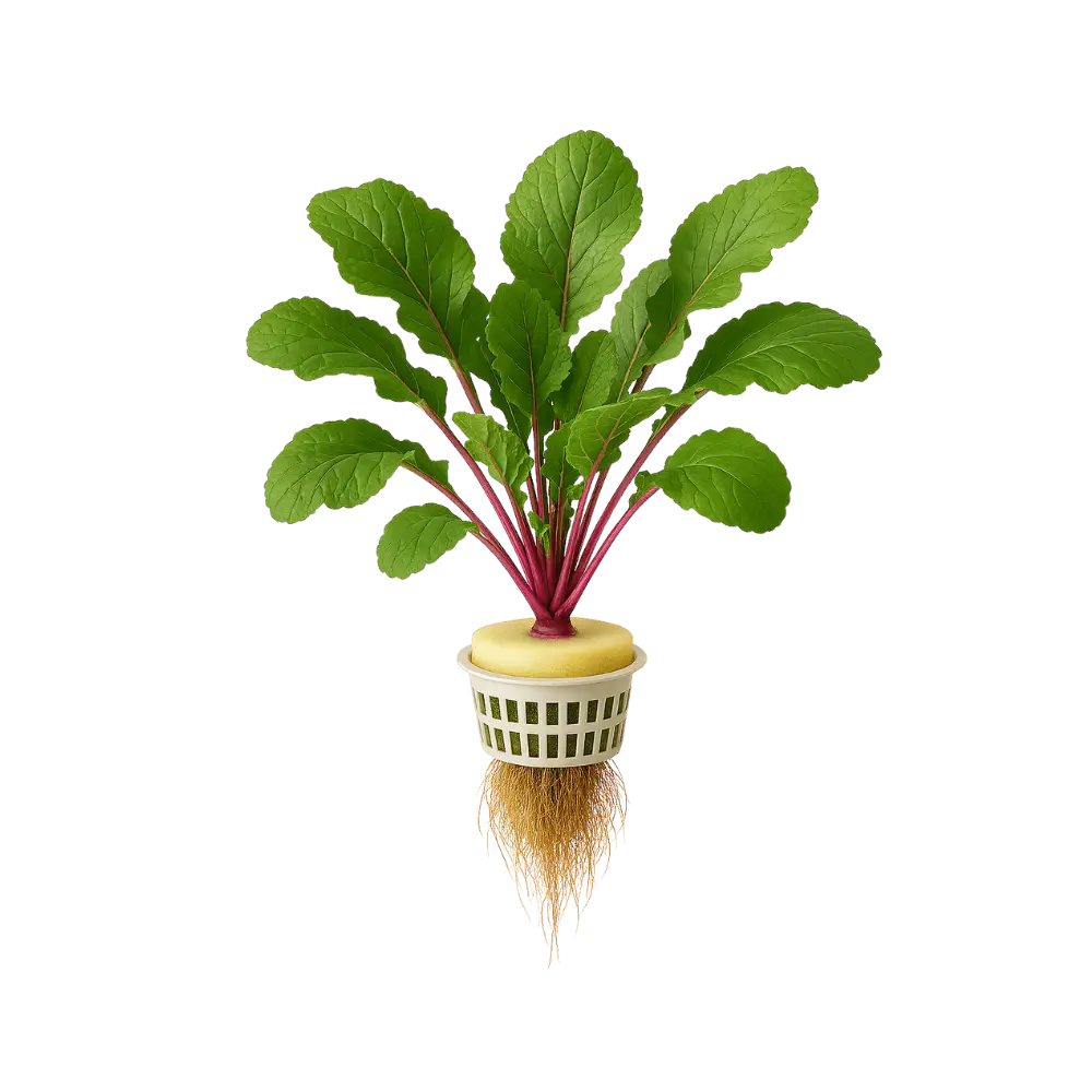 Radish Greens