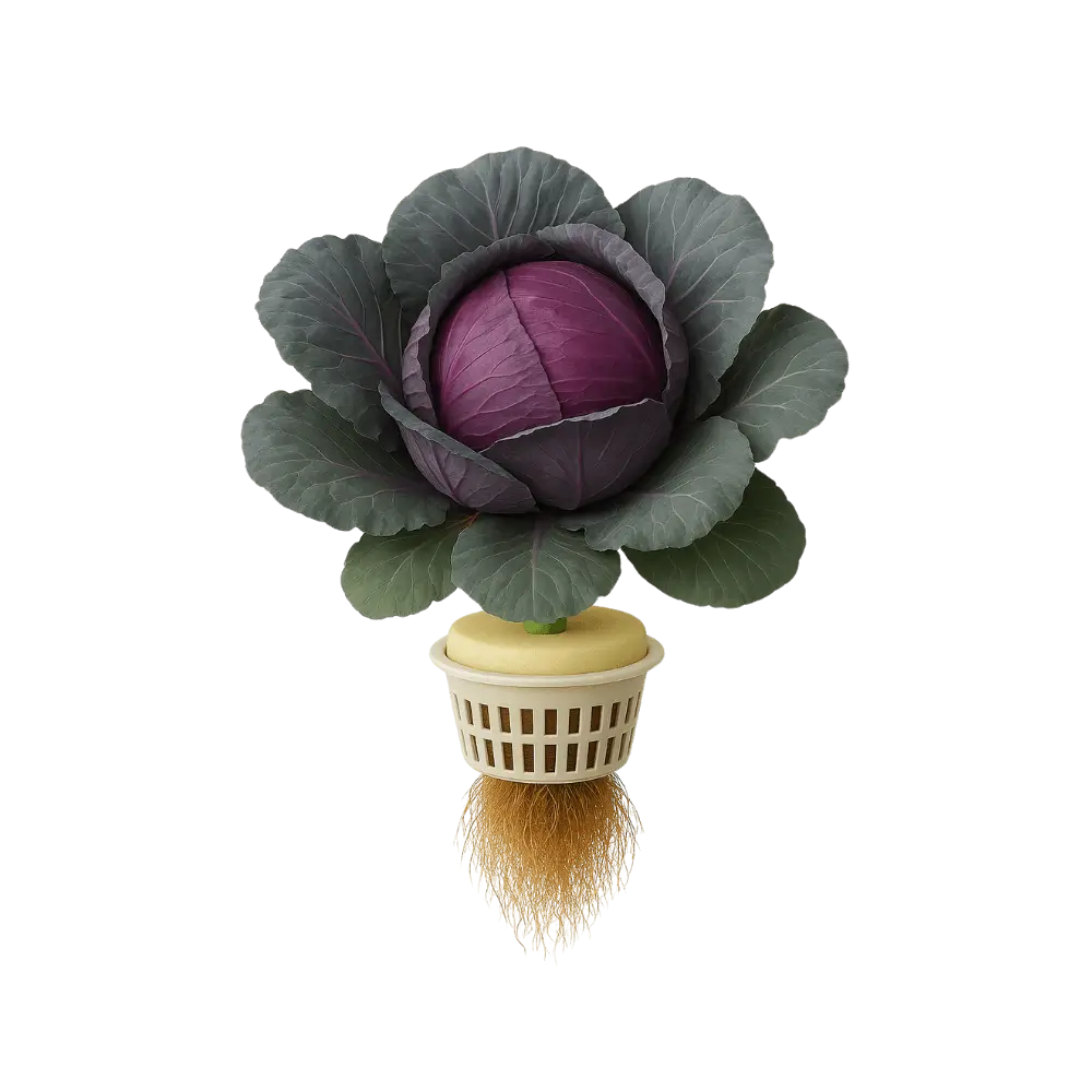 Red Cabbage