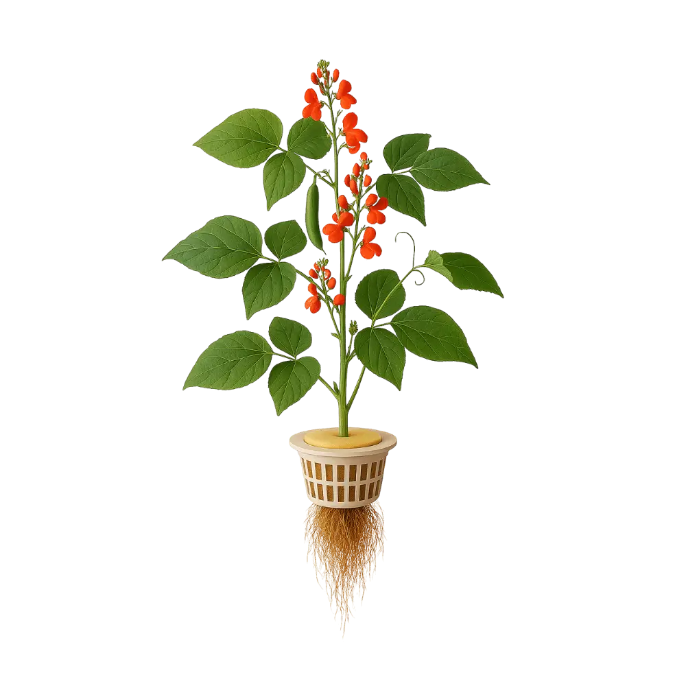 Runner Bean