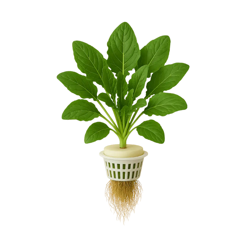 Sorrel