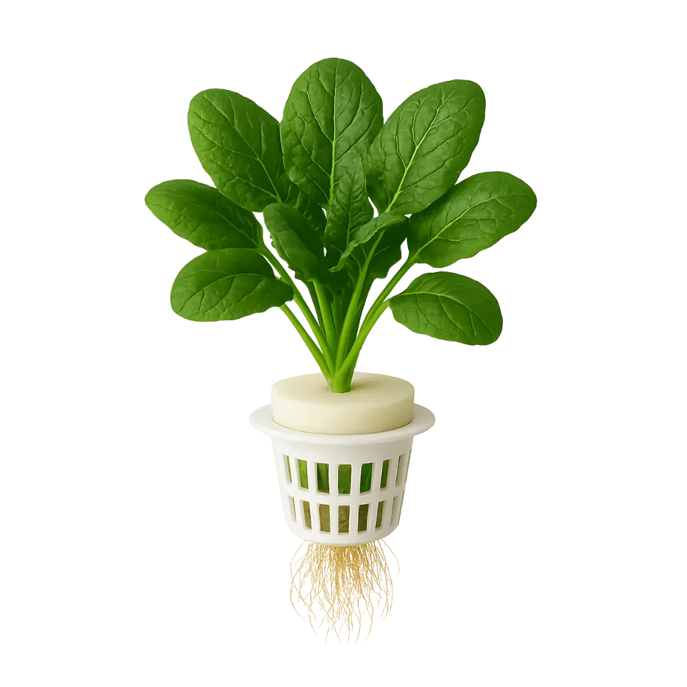 Spinach