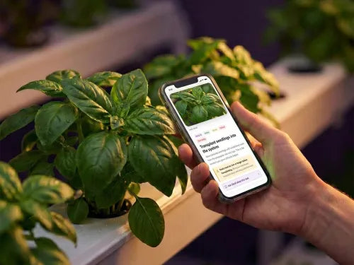 A hand holding a phone next to a basil plant in a hydroponic channel. The phone shows a Vegardi task card ('Transplant seedlings into the system') with an 'Ask Gardi about this task' button at the bottom.