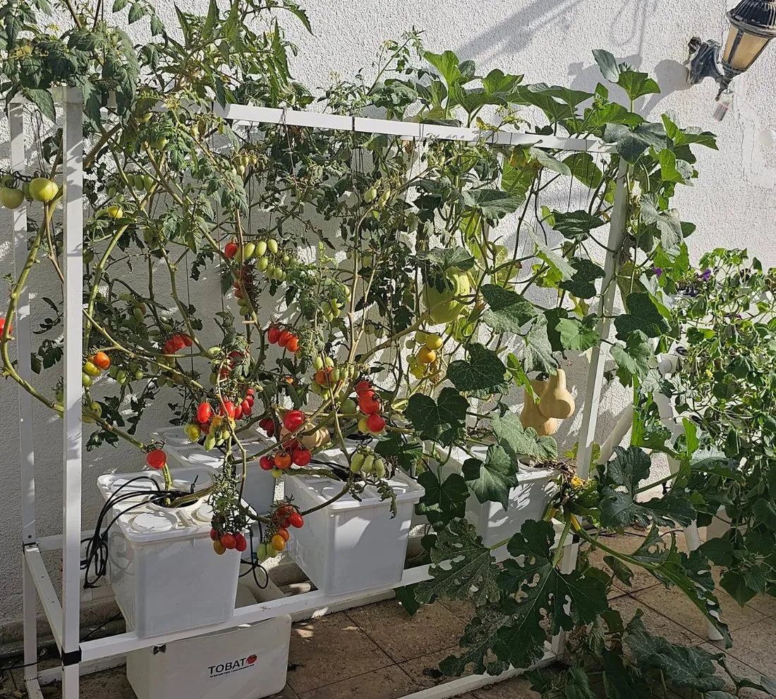 Tobato hydroponic system growing in a real home