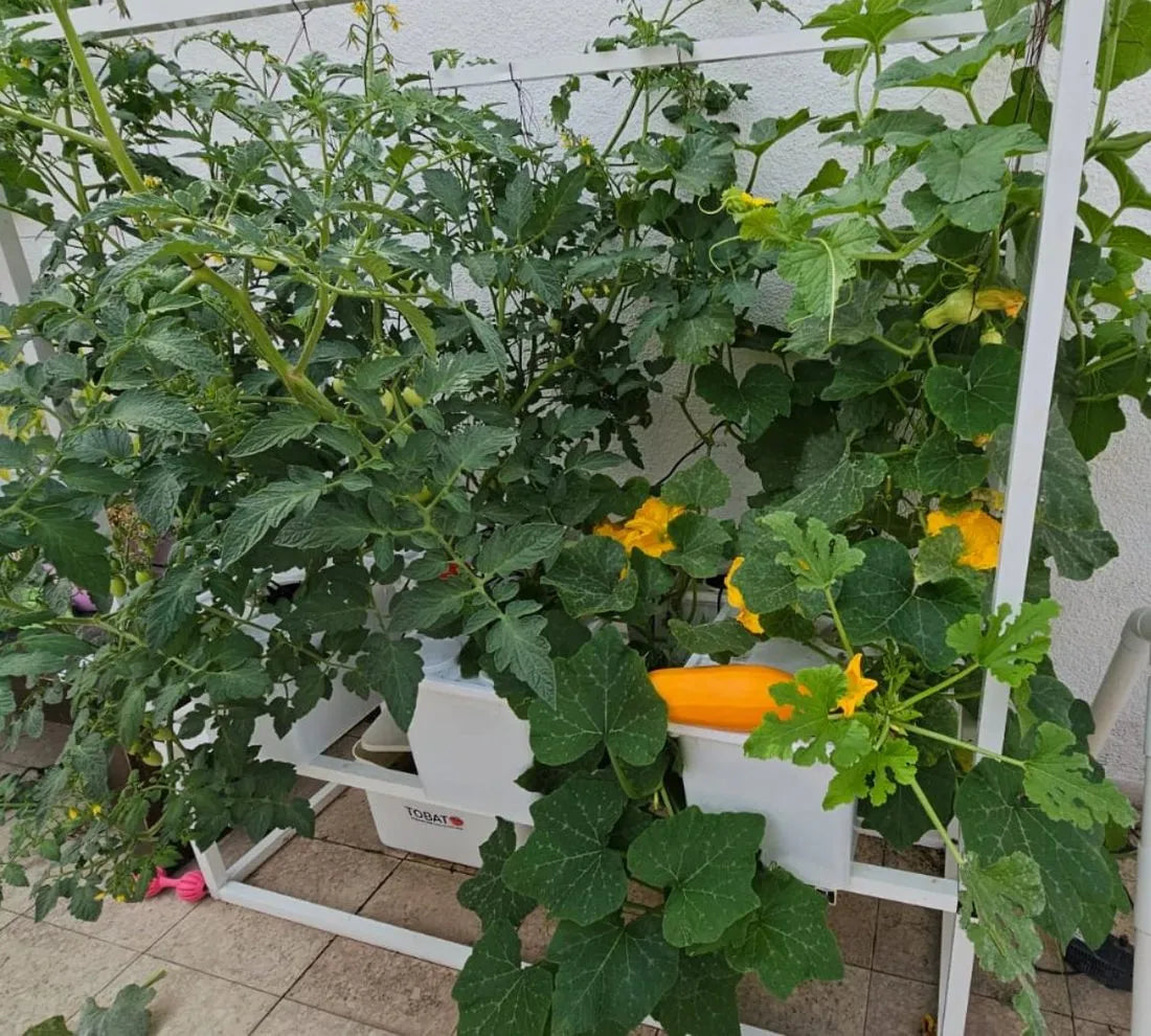Tobato hydroponic system growing in a real home