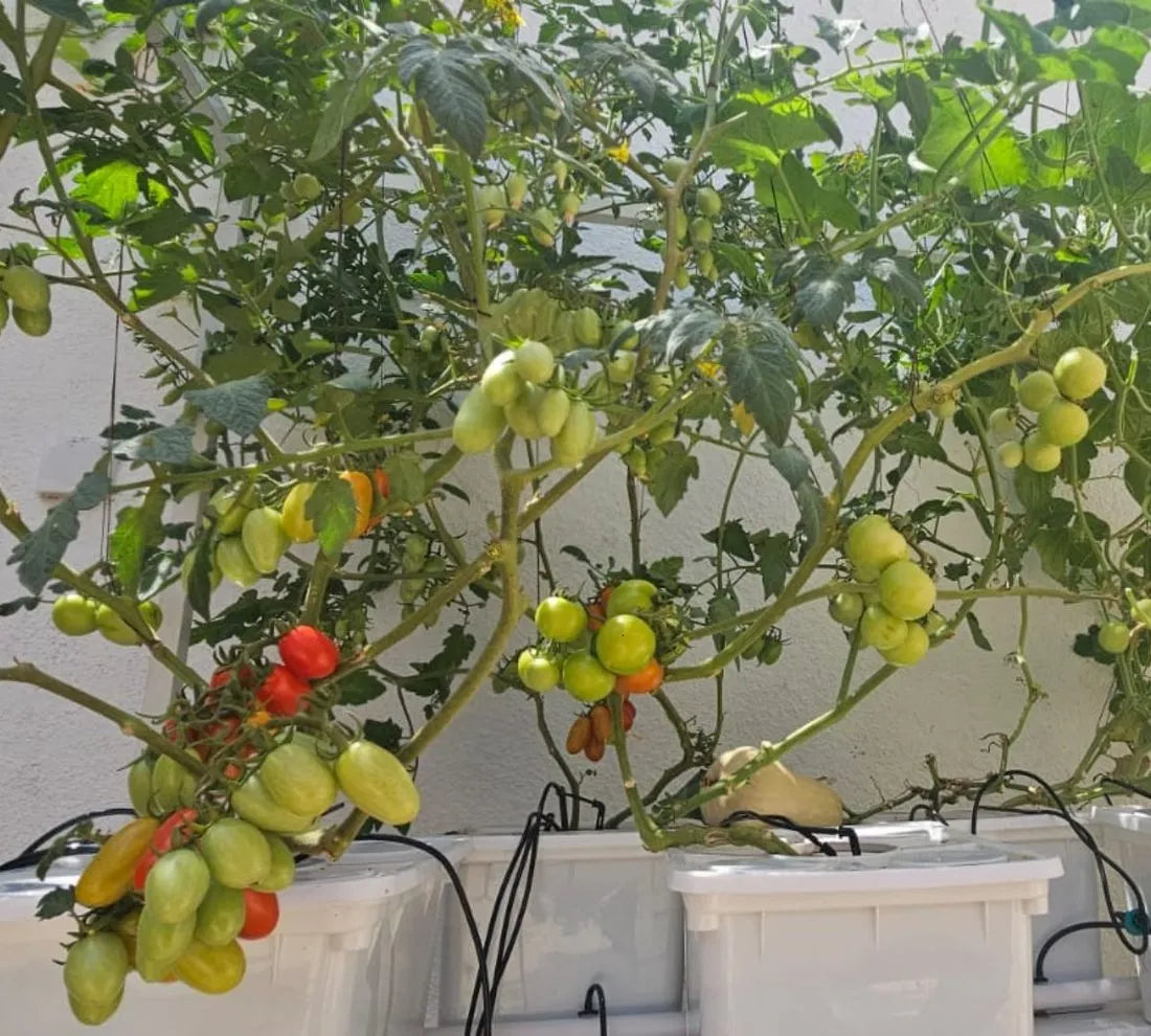 Tobato hydroponic system growing in a real home