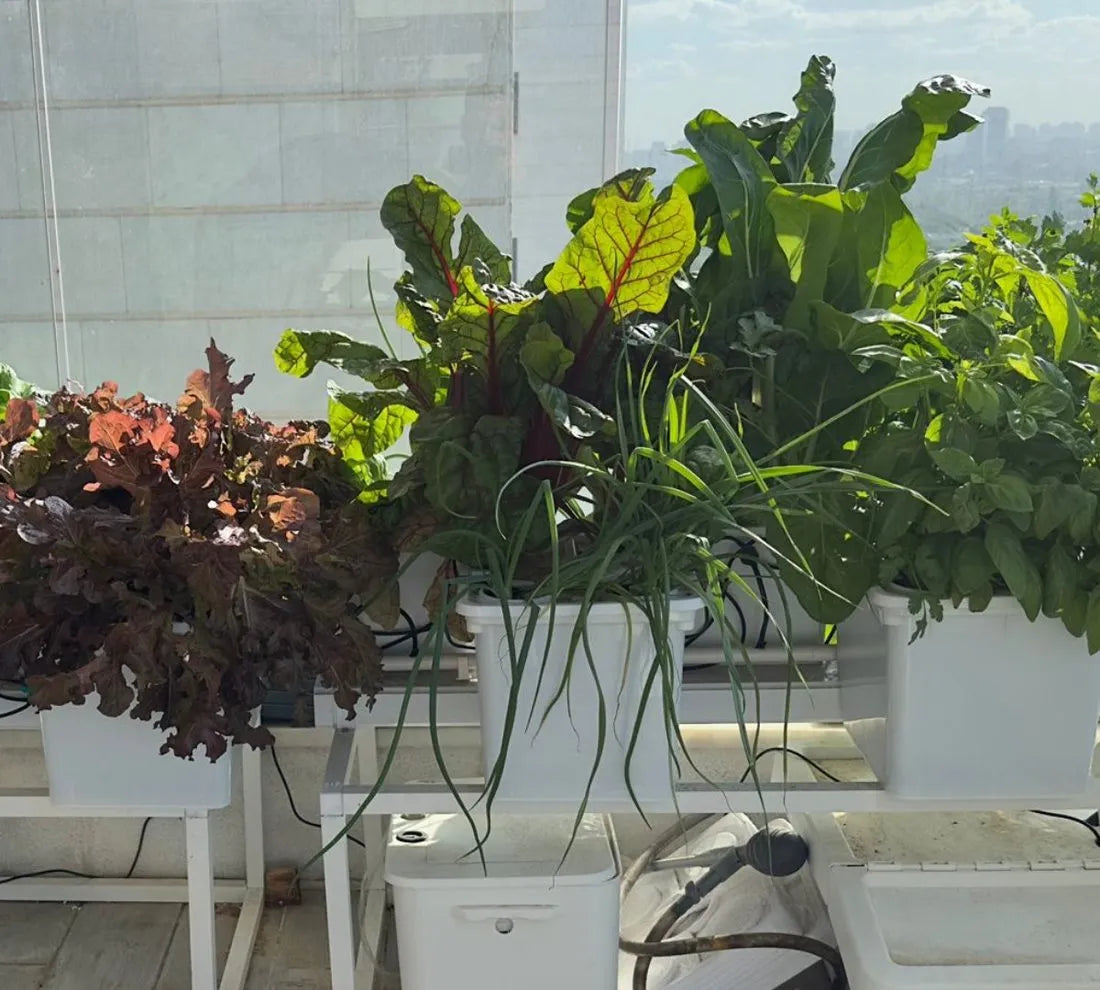 Tobato hydroponic system growing in a real home