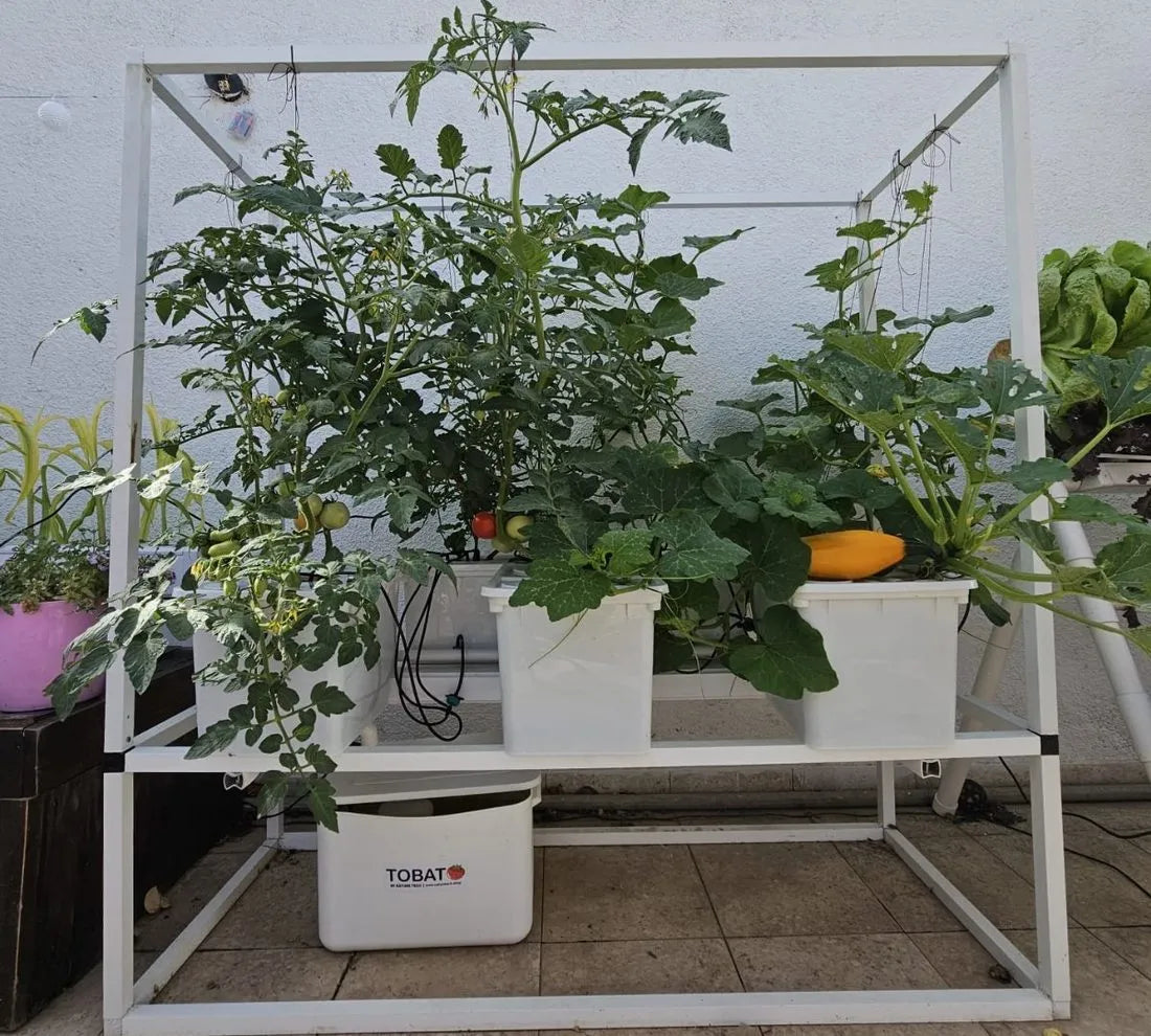 Tobato hydroponic system growing in a real home