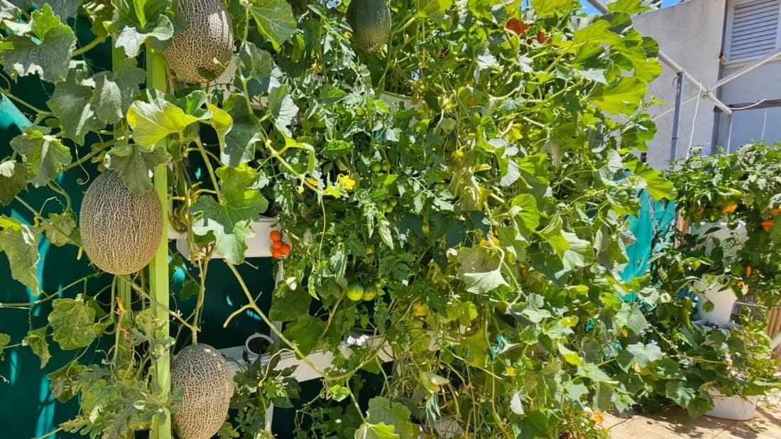 Tobato hydroponic system growing in a real home