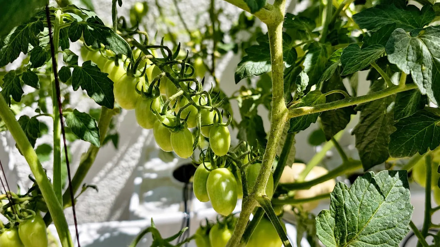 Customer growing with a NatureTech system at home