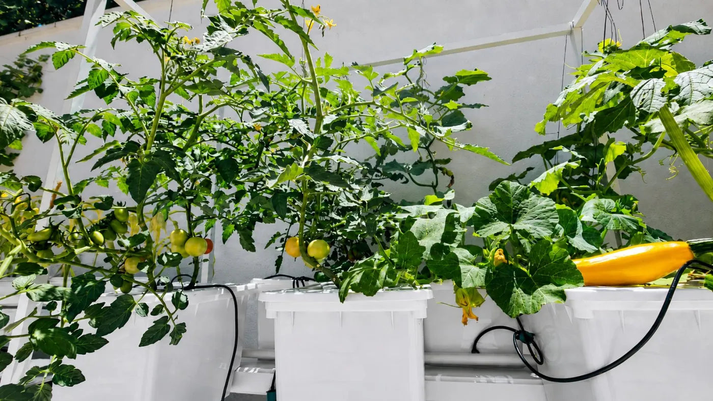 Customer growing with a NatureTech system at home