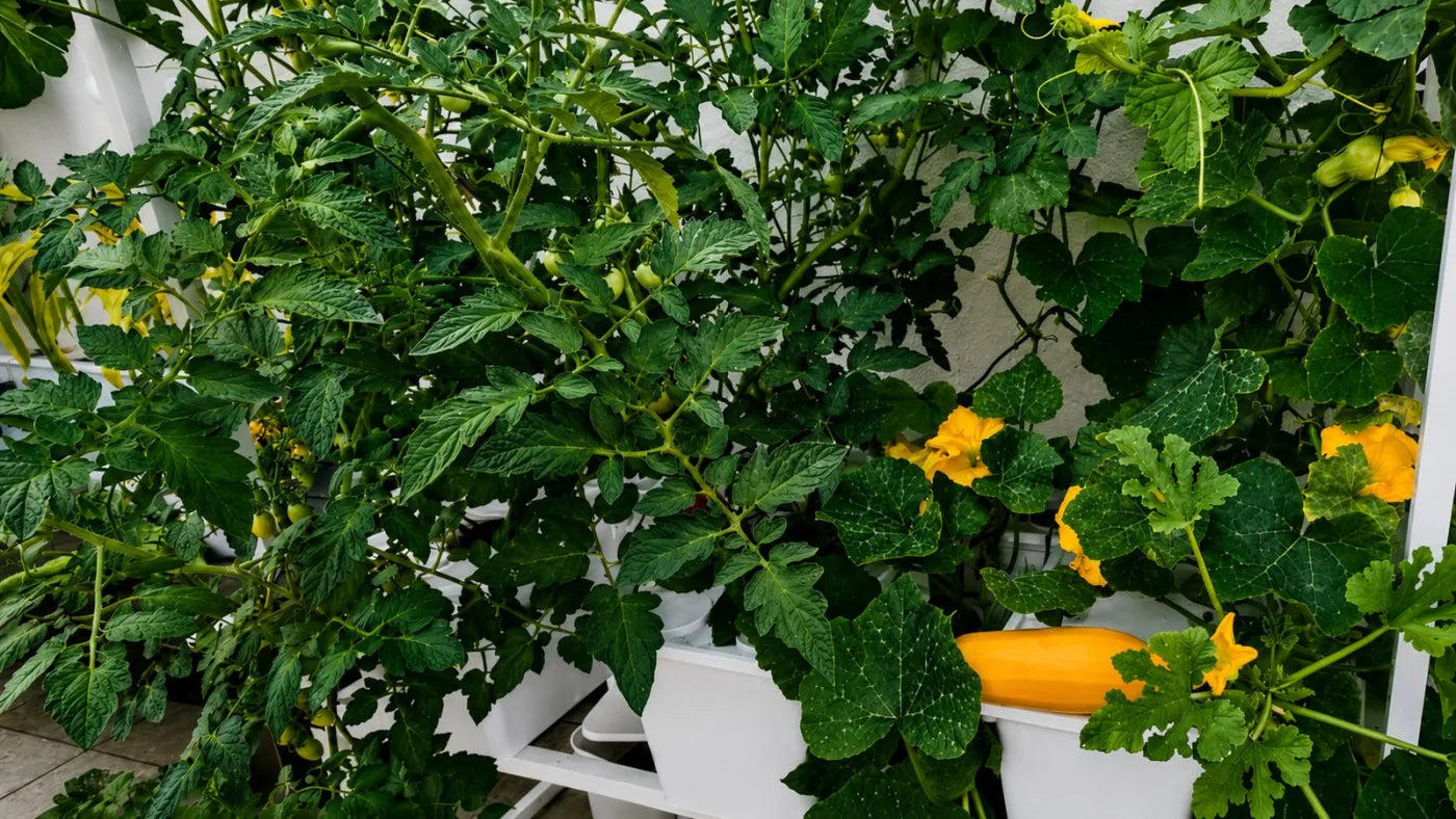 Customer growing with a NatureTech system at home